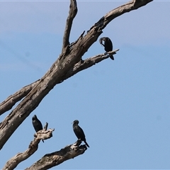 Phalacrocorax sulcirostris at Splitters Creek, NSW - 27 Jan 2025 08:12 AM