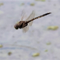 Hemicordulia tau (Tau Emerald) at Splitters Creek, NSW - 27 Jan 2025 by KylieWaldon