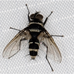 Trigonospila sp. (genus) (A Bristle Fly) at Melba, ACT - 27 Jan 2025 by kasiaaus