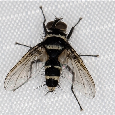 Trigonospila sp. (genus) (A Bristle Fly) at Melba, ACT - 27 Jan 2025 by kasiaaus