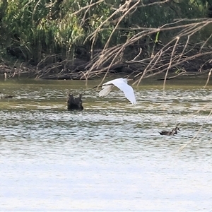 Ardea alba at Splitters Creek, NSW - 27 Jan 2025 08:10 AM