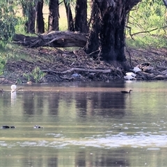 Ardea alba at Splitters Creek, NSW - 27 Jan 2025 08:10 AM