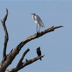 Ardea alba at Splitters Creek, NSW - 27 Jan 2025 08:10 AM
