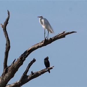 Ardea alba at Splitters Creek, NSW - 27 Jan 2025 08:10 AM