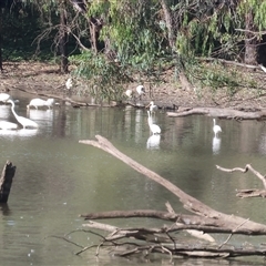 Ardea alba at Splitters Creek, NSW - 27 Jan 2025 08:10 AM