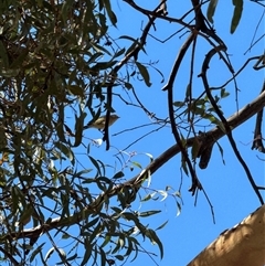 Smicrornis brevirostris (Weebill) at Aranda, ACT - 2 Feb 2025 by Jubeyjubes