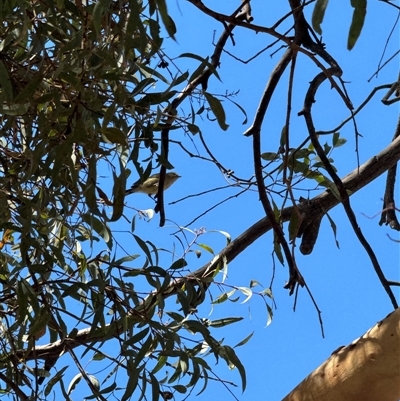 Smicrornis brevirostris (Weebill) at Aranda, ACT - 2 Feb 2025 by Jubeyjubes