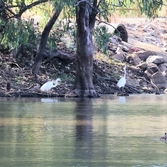 Ardea alba (Great Egret) at Splitters Creek, NSW - 26 Jan 2025 by KylieWaldon