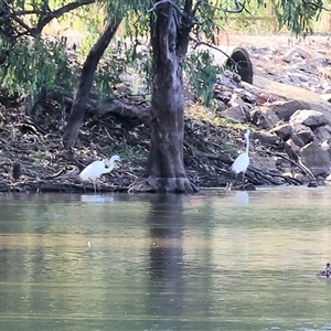 Ardea alba at Splitters Creek, NSW - 27 Jan 2025 07:59 AM
