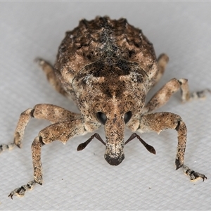 Tepperia sterculiae at Melba, ACT - 27 Jan 2025 11:32 PM