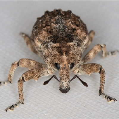 Tepperia sterculiae (Kurrajong seed weevil) at Melba, ACT - 27 Jan 2025 by kasiaaus