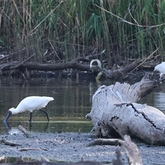 Platalea regia (Royal Spoonbill) at Splitters Creek, NSW - 26 Jan 2025 by KylieWaldon