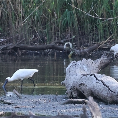 Platalea regia (Royal Spoonbill) at Splitters Creek, NSW - 27 Jan 2025 by KylieWaldon