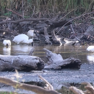 Platalea regia at Splitters Creek, NSW - 27 Jan 2025 08:04 AM