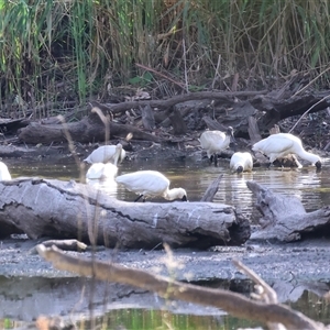 Platalea regia at Splitters Creek, NSW - 27 Jan 2025 08:04 AM