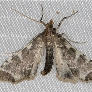 Sceliodes cordalis at Melba, ACT by kasiaaus