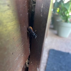 Unidentified Bee (Hymenoptera, Apiformes) at Mortons Creek, NSW - 2 Feb 2025 by STJ