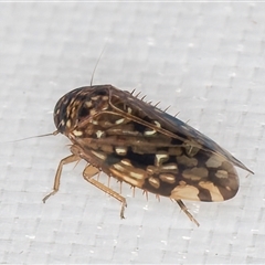 Unidentified Leafhopper or planthopper (Hemiptera, several families) at Melba, ACT - 28 Jan 2025 by kasiaaus