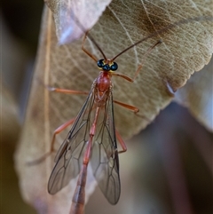 Dicamptus fuscicornis (Ichneumon wasp) at Wallaroo, NSW - 2 Feb 2025 by Jek