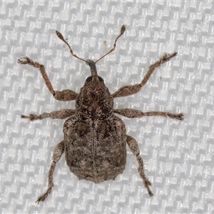 Unidentified Weevil (Curculionoidea) at Melba, ACT by kasiaaus