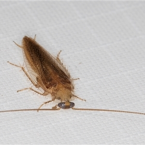 Unidentified Cockroach (Blattodea, several families) at Melba, ACT by kasiaaus