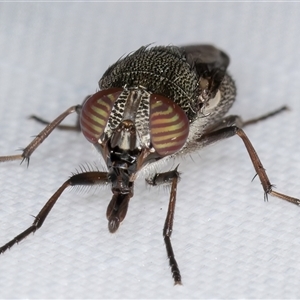 Stomorhina subapicalis at Melba, ACT by kasiaaus