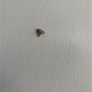Scolypopa australis at Freeburgh, VIC - 2 Feb 2025 03:11 PM