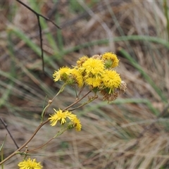 Podolepis hieracioides at Booth, ACT - 22 Jan 2025 by RAllen