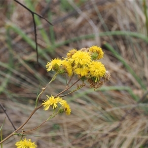 Podolepis hieracioides at Booth, ACT by RAllen