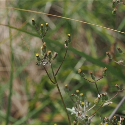 Senecio campylocarpus at Booth, ACT - 22 Jan 2025 by RAllen