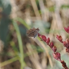 Theclinesthes serpentata (Saltbush Blue) at Booth, ACT - 22 Jan 2025 by RAllen