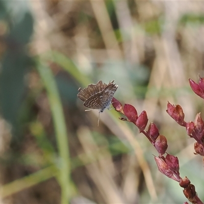 Theclinesthes serpentata (Saltbush Blue) at Booth, ACT - 21 Jan 2025 by RAllen