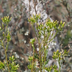 Senecio distalilobatus at Booth, ACT - 22 Jan 2025 09:40 AM