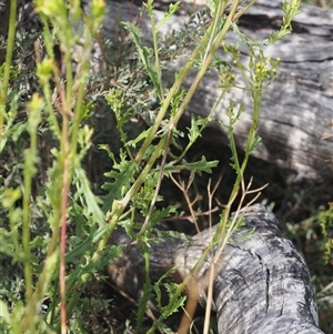 Senecio distalilobatus at Booth, ACT - 22 Jan 2025 09:40 AM