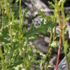 Senecio distalilobatus at Booth, ACT - 22 Jan 2025 09:40 AM