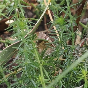 Chrysolarentia heteroleuca at Booth, ACT - 22 Jan 2025 09:58 AM