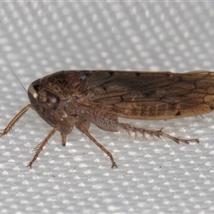 Deltocephalinae sp. (sub-family) (A leafhopper) at Melba, ACT - 28 Jan 2025 by kasiaaus