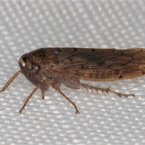 Deltocephalinae sp. (sub-family) at Melba, ACT - 28 Jan 2025 11:00 PM