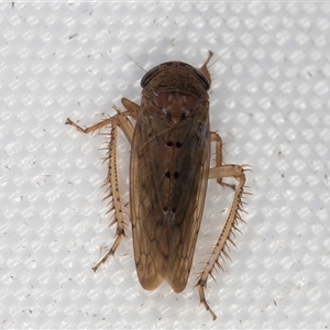 Deltocephalinae sp. (sub-family) at Melba, ACT - 28 Jan 2025 11:00 PM