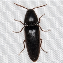 Elateridae (family) (Unidentified click beetle) at Melba, ACT - 28 Jan 2025 by kasiaaus