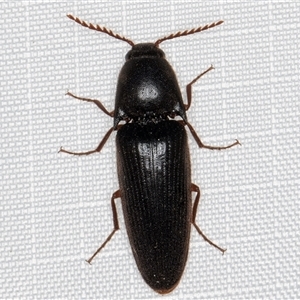 Unidentified Click beetle (Elateridae) at Melba, ACT by kasiaaus