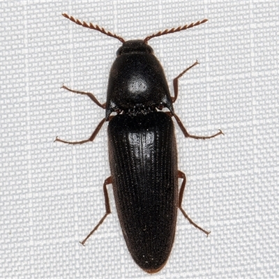 Elateridae (family) (Unidentified click beetle) at Melba, ACT - 28 Jan 2025 by kasiaaus