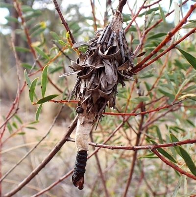 Hyalarcta huebneri at Aranda, ACT - 2 Feb 2025 by CathB