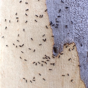 Anonychomyrma sp. (genus) at Aranda, ACT by CathB