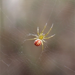 Deliochus pulcher (Beautiful Deliochus spider) at Aranda, ACT - 1 Feb 2025 by CathB