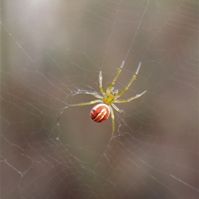 Deliochus pulcher (Beautiful Deliochus spider) at Aranda, ACT - 1 Feb 2025 by CathB