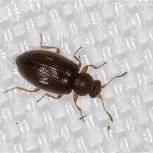 Corticariinae (subfamily) at Melba, ACT - 29 Jan 2025 11:24 PM