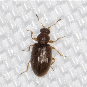 Corticariinae (subfamily) at Melba, ACT - 29 Jan 2025 11:24 PM