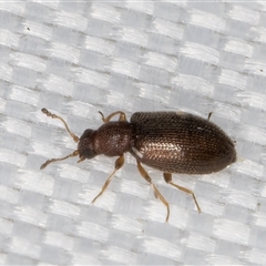 Corticariinae (subfamily) at Melba, ACT - 29 Jan 2025 11:24 PM