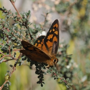 Heteronympha penelope at Booth, ACT - 28 Jan 2025 10:03 AM